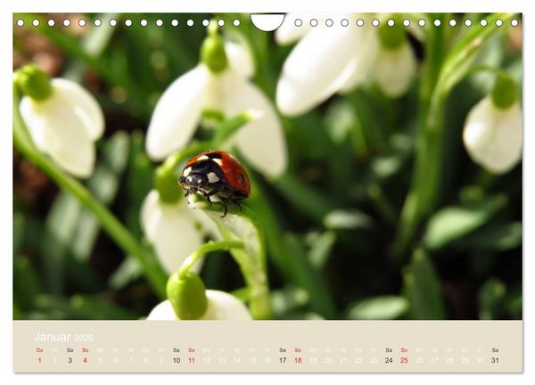 Produktbild: Kleine Gl&uuml;cksk&auml;fer (Wandkalender 2026 DIN A4 quer), CALVENDO Monatskalender