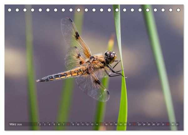 Produktbild: Libellen - Fliegende Edelsteine (Tischkalender 2026 DIN A5 quer), CALVENDO Monatskalender