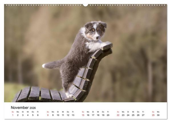 Produktbild: Border Collie - Bunt und clever! (hochwertiger Premium Wandkalender 2026 DIN A2 quer), Kunstdruck in Hochglanz