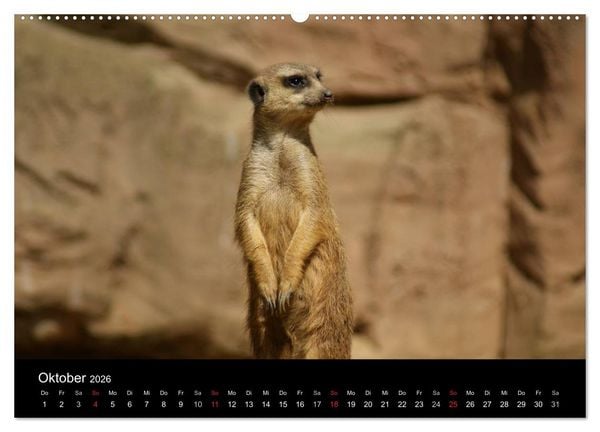 Produktbild: Erdm&auml;nnchen &ndash; Zusammen sind wir stark / CH-Version (Wandkalender 2026 DIN A2 quer), CALVENDO Monatskalender