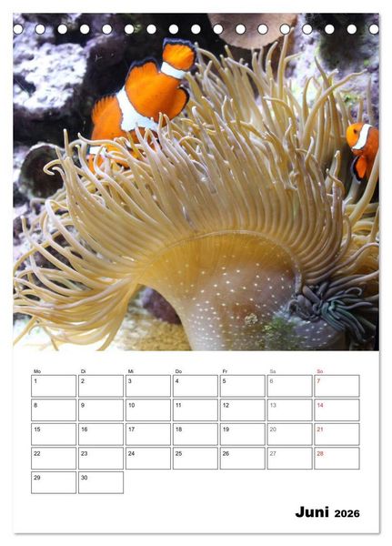 Produktbild: Zauberwelt. Fische, Korallen und Co. (Tischkalender 2026 DIN A5 hoch), CALVENDO Monatskalender