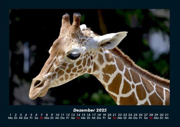 Produktbild: Giraffen 2025 Fotokalender DIN A4
