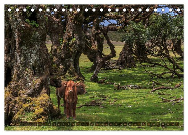 Produktbild: Madeira, Insel zwischen Himmel und Meer (Tischkalender 2026 DIN A5 quer), CALVENDO Monatskalender