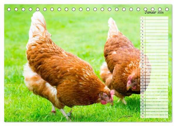Produktbild: Geliebte Tiere auf dem Bauernhof (Tischkalender 2026 DIN A5 quer), CALVENDO Monatskalender