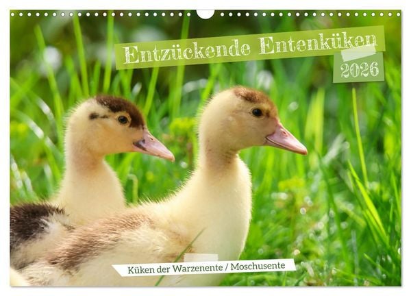 Produktbild: Entz&uuml;ckende Entenk&uuml;ken (Wandkalender 2026 DIN A3 quer), CALVENDO Monatskalender