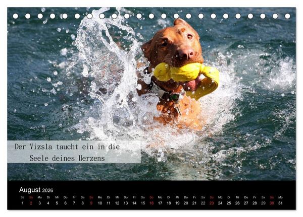 Produktbild: Magyar Vizsla - Zauberhafte Kobolde (Tischkalender 2026 DIN A5 quer), CALVENDO Monatskalender