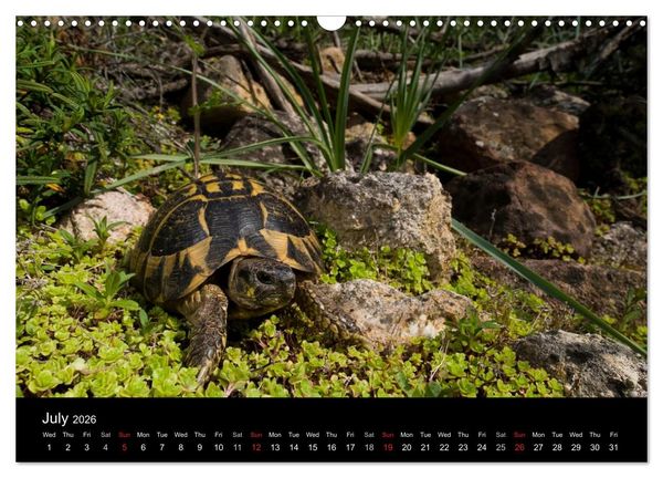 Produktbild: European Tortoises / UK-Version (Wall Calendar 2026 DIN A3 landscape), CALVENDO 12 Month Wall Calendar
