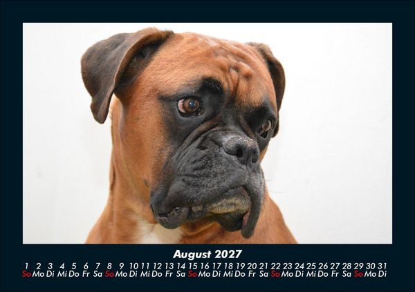 Produktbild: Tierkalender 2027 Fotokalender DIN A5