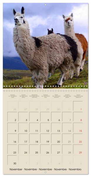 Produktbild: Alpacas & Llamas (Wall Calendar 2026 12 &times; 12 Inch) CALVENDO 12 Month Wall Calendar