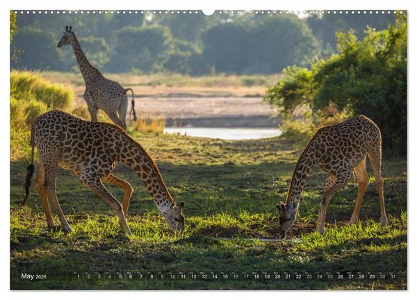 Produktbild: Zambia (High Quality Premium Wall Calendar 2026 DIN A2 landscape),CALVENDO 12 Month Wall Calendar