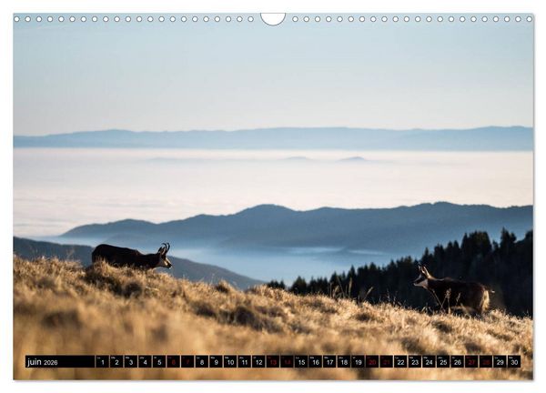 Produktbild: Lumi&egrave;res des Vosges (Calendrier mural 2026 DIN A3 vertical), CALVENDO calendrier mensuel