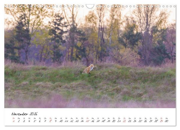 Produktbild: Fuchs entdeckt - im Naturparadies der Mecklenburgischen Seenplatte (Wandkalender 2026 DIN A3 quer), CALVENDO Monatskalender