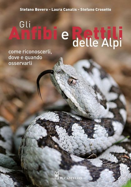 Produktbild: Gli anfibi e rettili delle Alpi. Come riconoscerli, dove e quando osservarli