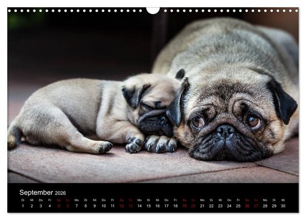 Produktbild: Mopswelpen (Wandkalender 2026 DIN A3 quer), CALVENDO Monatskalender