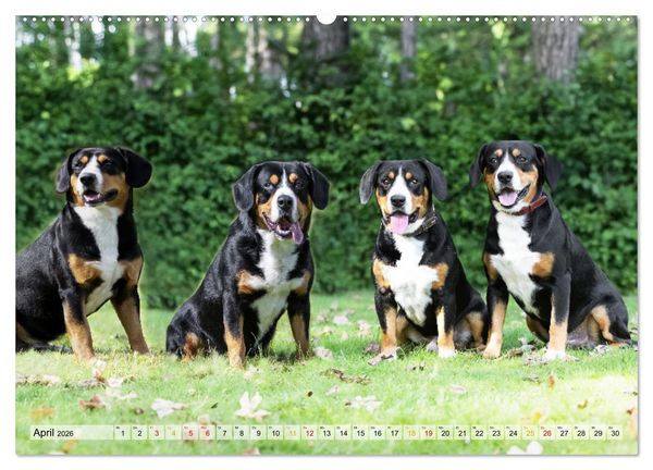 Produktbild: Entlebucher - Temperamentvolle Schweizer Sennenhunde (Wandkalender 2026 DIN A2 quer), CALVENDO Monatskalender