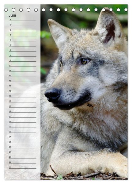 Produktbild: Der Wolf - Isegrim in den heimischen W&auml;ldern - Kalender 2026 (Tischkalender 2026 DIN A5 hoch), CALVENDO Monatskalender