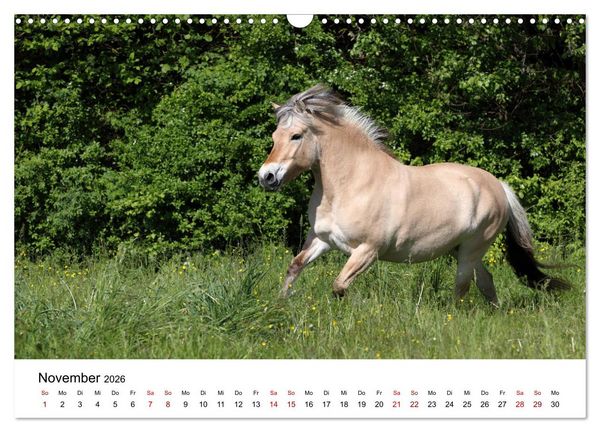 Produktbild: Pferde - im Galopp durch's Jahr 2026 (Wandkalender 2026 DIN A3 quer), CALVENDO Monatskalender