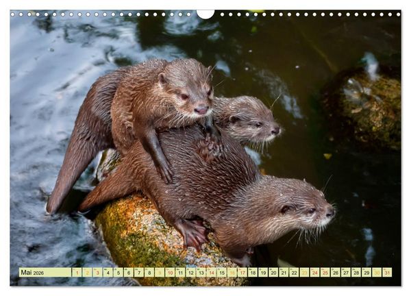 Produktbild: Fischotter - putzige Kerlchen und elegante Schwimmer (Wandkalender 2026 DIN A3 quer), CALVENDO Monatskalender