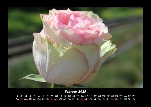 Produktbild: Rosentraum 2025 Fotokalender DIN A3