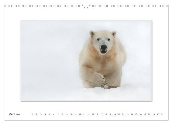 Produktbild: Emotionale Momente: Der Eisb&auml;r. (Wandkalender 2026 DIN A3 quer), CALVENDO Monatskalender