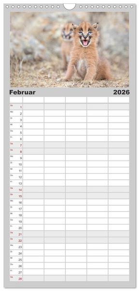 Produktbild: Familienplaner 2026 - Raubkatzenkinder mit 5 Spalten (Wandkalender, 21 x 45 cm) CALVENDO