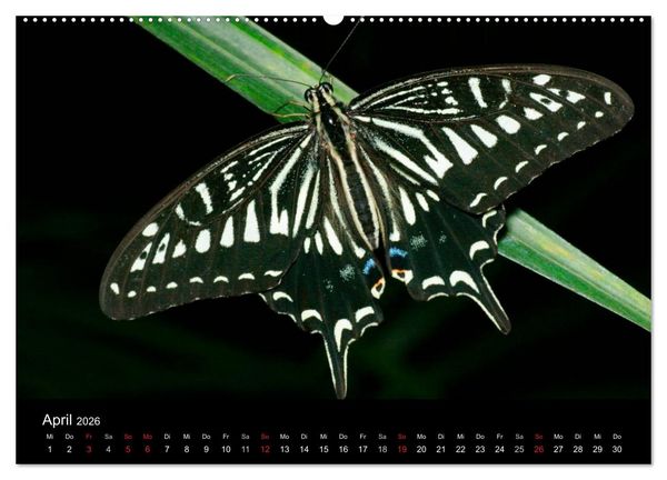 Produktbild: Schmetterlinge (Wandkalender 2026 DIN A2 quer), CALVENDO Monatskalender