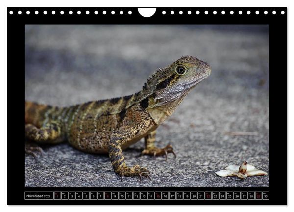 Produktbild: Australia Wildlife (Wandkalender 2026 DIN A4 quer), CALVENDO Monatskalender