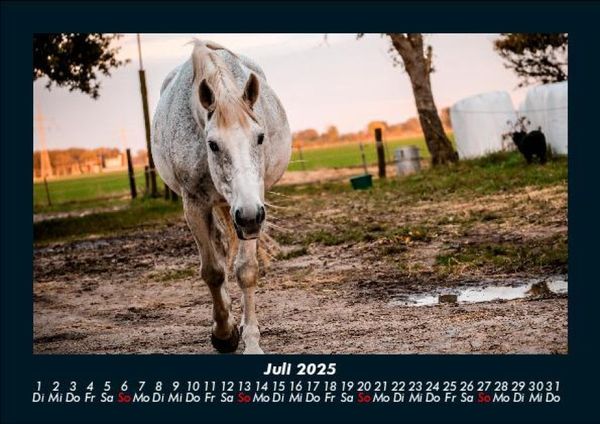 Produktbild: Tiere in der Wildnis 2025 Fotokalender DIN A5