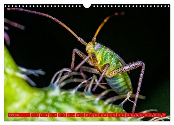 Produktbild: Les gardiens des &eacute;cosyst&egrave;mes (Calendrier mural 2026 DIN A3 vertical), CALVENDO calendrier mensuel