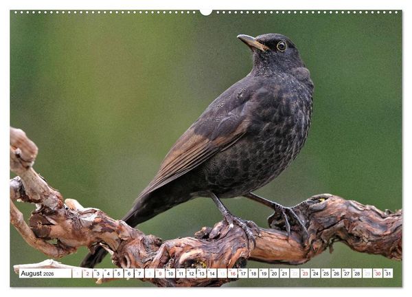 Produktbild: Heimische Gartenv&ouml;gel (Wandkalender 2026 DIN A2 quer), CALVENDO Monatskalender
