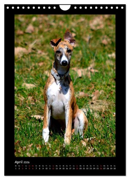 Produktbild: Ein Whippet wird erwachsen (Wandkalender 2026 DIN A4 hoch), CALVENDO Monatskalender