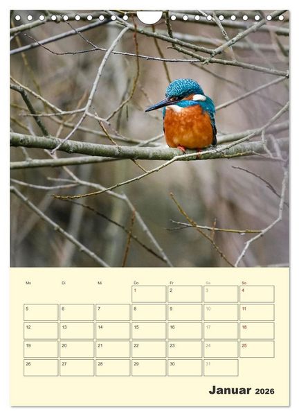 Produktbild: Vogelwelt an der Sieg (Wandkalender 2026 DIN A4 hoch), CALVENDO Monatskalender
