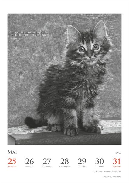 Produktbild: Der poetische Katzenkalender 2027