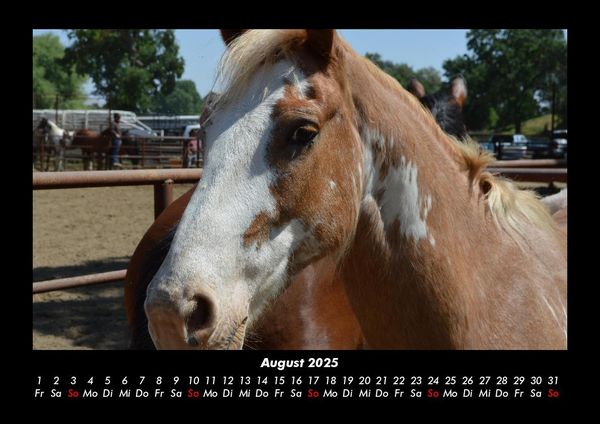 Produktbild: Pferde Kalender 2025 Fotokalender DIN A3