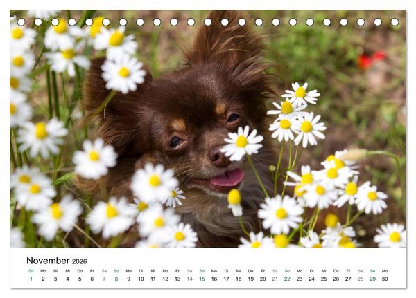 Produktbild: Chihuahuas - kleine Herzensbrecher (Tischkalender 2026 DIN A5 quer), CALVENDO Monatskalender