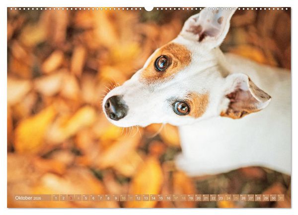 Produktbild: Jack Russell Terrier: flink und verspielt (Wandkalender 2026 DIN A2 quer), CALVENDO Monatskalender
