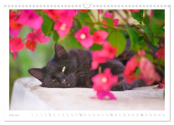 Produktbild: Cats of the Greek Islands (Wall Calendar 2026 DIN A3 landscape), CALVENDO 12 Month Wall Calendar