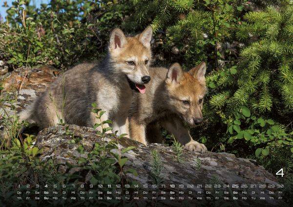 Produktbild: Wolf &ndash; Im Schatten des Waldes - 2027 - Kalender DIN A2