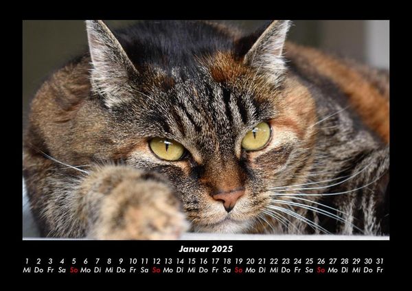 Produktbild: F&uuml;r Katzenfreunde 2025 Fotokalender DIN A3
