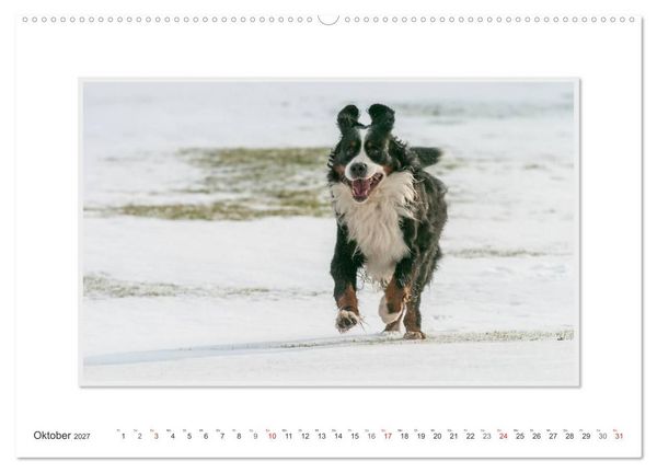 Produktbild: Emotionale Momente: Berner Sennenhund. (Wandkalender 2027 DIN A2 quer), CALVENDO Monatskalender