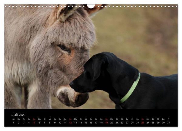 Produktbild: Der schwarze Hund und seine Freunde (Wandkalender 2026 DIN A3 quer), CALVENDO Monatskalender