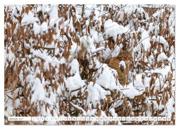 Produktbild: Wildkatzen - die anmutigsten Raubiere in Europa. (Wandkalender 2027 DIN A3 quer), CALVENDO Monatskalender