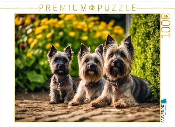 CALVENDO Puzzle Cairn Terrier - lustige Raubein Schottland | 1000 Teile Lege-Größe 64x48cm Foto-Puzzle für glückliche Stunden