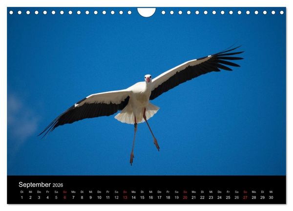 Produktbild: Ein Jahr bei den St&ouml;rchen (Wandkalender 2026 DIN A4 quer), CALVENDO Monatskalender