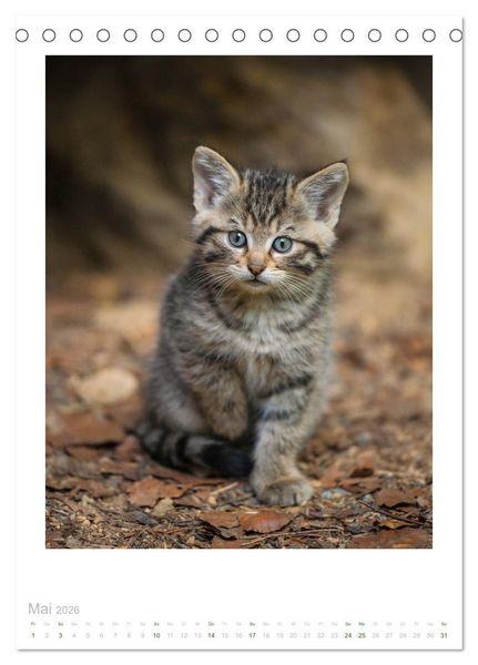 Produktbild: Wildkatzen - Kleine Samtpfoten des Waldes (Tischkalender 2026 DIN A5 hoch), CALVENDO Monatskalender