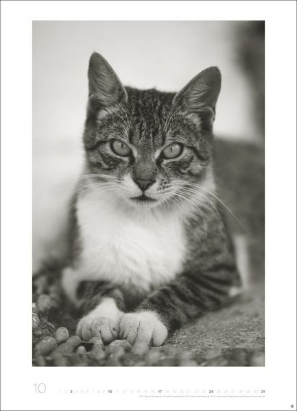 Produktbild: Cats Edition Kalender 2027