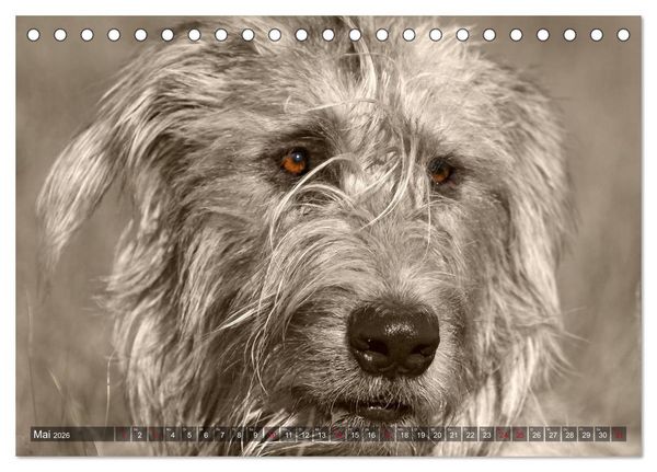 Produktbild: Windhunde eye-catcher (Tischkalender 2026 DIN A5 quer), CALVENDO Monatskalender