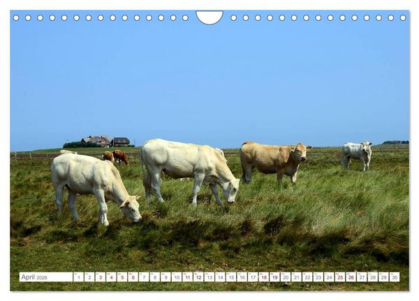 Produktbild: Sommertage auf Langeness (Wandkalender 2026 DIN A4 quer), CALVENDO Monatskalender