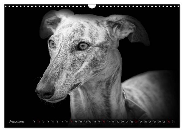 Produktbild: Galgo Espa&ntilde;ol - der spanische Windhund 2026 (Wandkalender 2026 DIN A3 quer), CALVENDO Monatskalender