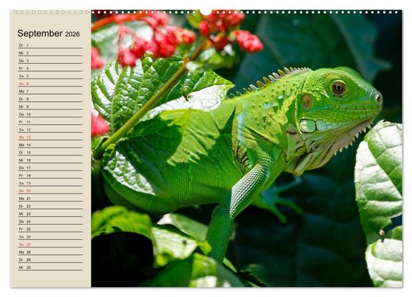 Produktbild: Regenwald. Tiere im Dschungel (hochwertiger Premium Wandkalender 2026 DIN A2 quer), Kunstdruck in Hochglanz